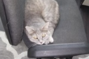 Потерялась кошка